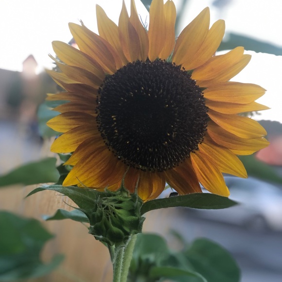 Meet your Poshers, Dorian & India - Picture 3 of 4